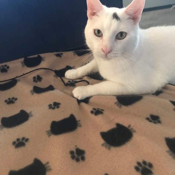 Meet your Posher, Pat - Picture 2 of 2